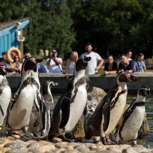Marwell Zoo penguins