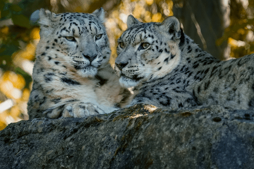 Marwell Zoo tickets