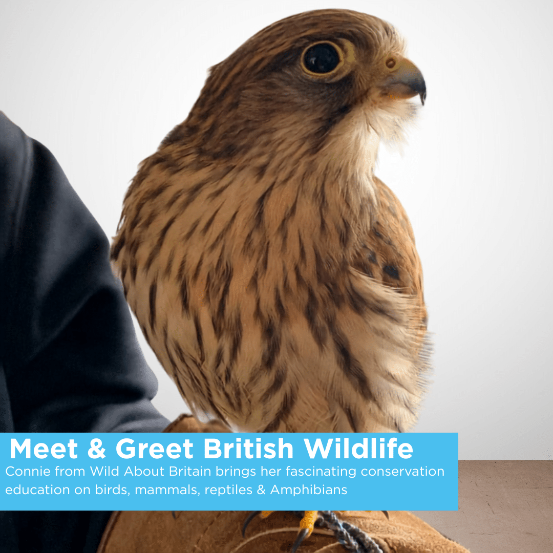 Image of Bird of Prey at Sky Park Farm British Wildlife Show